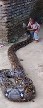 Shocking Moment Toddler Plays With Huge Python Snake In Indonesia Python Snake Snake Python