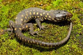 The Yellow Spotted Lizard Is The Most Dangerous Creature At Camp Green Lake It S Poison Is Lethal And Will Kill You If You Get Bitten