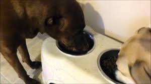 With 85% quality animal ingredients, orijen nourishes dogs according to their natural, biological needs. Orijen Dry Kibble Freeze Dried Dog Food Review Demo From Chewy Com Youtube