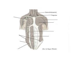 Related online courses on physioplus. Major Muscles Of The Anterior Chest And Abdominal Wall