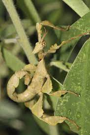 A Spiny Stick Insect Uses Its Amazing Leaf Like Limbs To Blend Into The Surrounding Stick Insect Australian Animals Insects