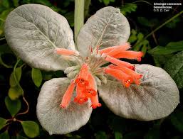 Image result for Gesneriaceae