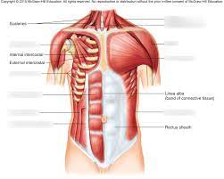 The muscles of the anterior abdominal wall are located near the midline between the costal margin superiorly and the pubis inferiorly. Muscles Of Anterior Chest And Abdominal Wall Diagram Quizlet