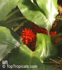 Image result for Palisota ambigua