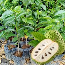 Image result for Annona muricata