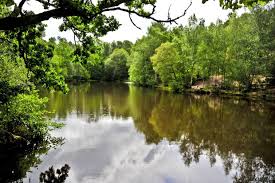 La Foret De Broceliande Foret De Broceliande Bretagne Les Legendaires