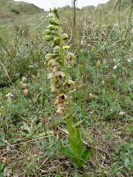 Image result for Epipactis africana