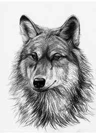 Learn how to draw howling wolf head pictures using these outlines or print just for coloring. Wolf Head Drawing By Sheri Lynn Marean