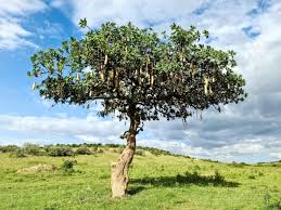 Image result for Kigelia africana