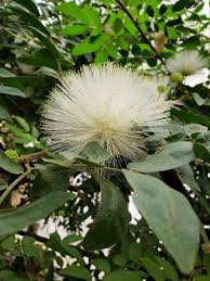 Image result for Calliandra haematocephala