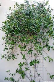 Maybe you would like to learn more about one of these? Pruning A Star Jasmine Vine When And How To Do It