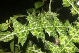 Image result for Acanthus montanus
