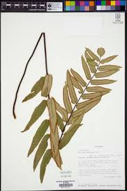 Image result for Pellaea doniana