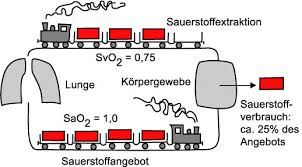 Sauerstofftransportsystem