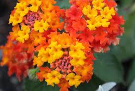 What Is The Difference Between Lantana Verbena Lantana Plant Lantana Plants