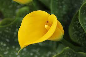 Las Calas Unas Flores Simbolo De Sensualidad Las Calas O Flickr
