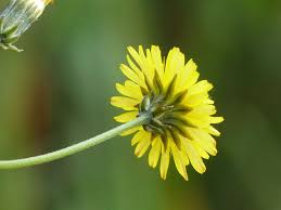 Image result for Crepis