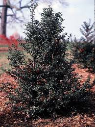 Maybe you would like to learn more about one of these? Ilex Aquipernyi Meschick Dragon Lady Dragon Lady Holly The Dawes Arboretum