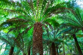 Image result for Cyatheaceae