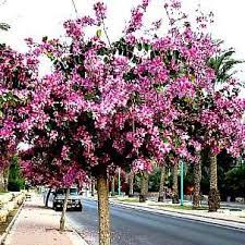 Bauhinia Variegata Orchid Tree Orchid Tree Plants Flowering Trees