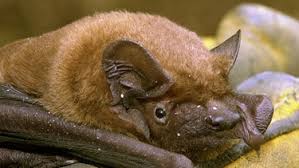Es kann lästig oder gar beängstigend sein, wenn eine fledermaus in dein haus geraten ist und es ist schwierig, sie wieder loszuwerden, während sie in panik umherflattert. Fledermause Fledermaus Gefunden Was Nun Br Wissen