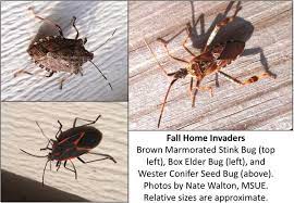 Maybe you would like to learn more about one of these? Why Are All These Bugs Appearing On The Side Or Inside Of My Home Gardening In Michigan