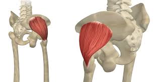It refers to the anterior extremity of the iliac crest of the pelvis. Exploring Gluteus Medius And Gluteus Minimus 3d Muscle Lab