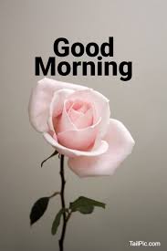 Check spelling or type a new query. 35 Best Good Morning Flowers Images Tailpic