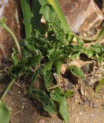 Image result for Ledebouria macowanii