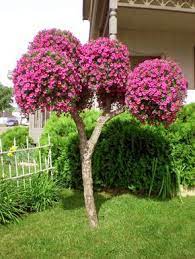 Fuschia Million Bells Petunia Tree Petunias Garden Deco Million Bells