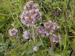 Image result for Culcasia falcifolia