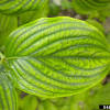 It's used in landscape design across the south and can be found growing wild too. 1