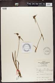 Image result for Cyanotis foecunda