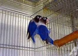 Violet Fischer S Lovebird Love Birds Pet Love Birds Pet Birds