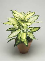 23 small indoor houseplants you'll definitely be able to keep alive. Pretty Indoor Flowering Plants