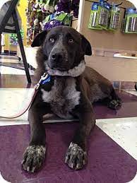 To learn more about each adoptable dog, click on the i icon for some fast facts or click on their name or photo for full. Colorado Springs Co Rhodesian Ridgeback Akita Mix Meet Nero A Puppy For Adoption Puppies And Kitties Pets Pet Adoption