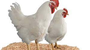 Ayam potong atau ayam broiler sudah bisa anda panen jika berat dagingnya sudah mencapai sekitar 2 kg. Harga Ayam Broiler Hari Ini Agustus 2020