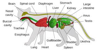 There also are bands of fibrous connective tissue—the ligaments and the tendons—in intimate relationship with the parts of the skeleton. Feline Anatomy 101 The Conscious Cat