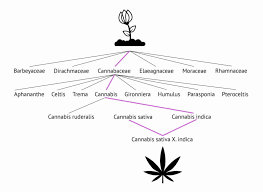 Image result for Cannabaceae
