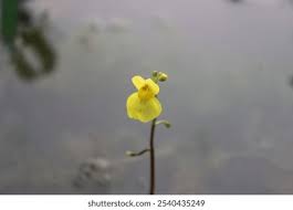 Image result for Utricularia scandens