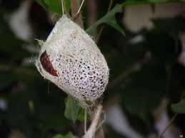 Attacus Atlas Cocon Avec Chrysalide Cocon Papillon Chrysalide Chrysalide Papillon