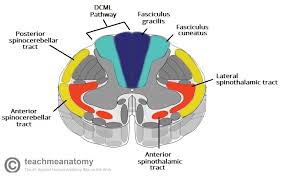 The Ascending Tracts Dcml Anterolateral Teachmeanatomy