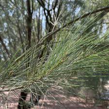 Image result for Casuarina littoralis