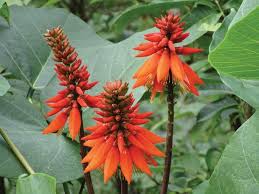 Image result for Erythrina abyssinica