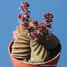 Image result for Crassula rhodesica