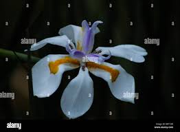 Image result for Iridaceae