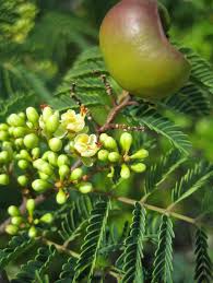 Image result for Libidibia coriaria