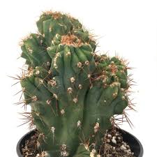 Tall, spiny, and green, it makes for a great indoor plant. Cereus Peruvianus Monstrose Leaf Clay