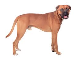 Maybe you would like to learn more about one of these? Boxer Dog Breed Information Characteristics Fun Facts Petcoach