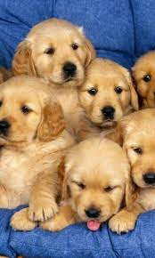 Puppies are very intelligent… not to mention very cute! Golden Retriever Puppies Goldenretrieverpuppy Puppiesgoldenretriever Dogs Golden Retriever Golden Retriever Dogs